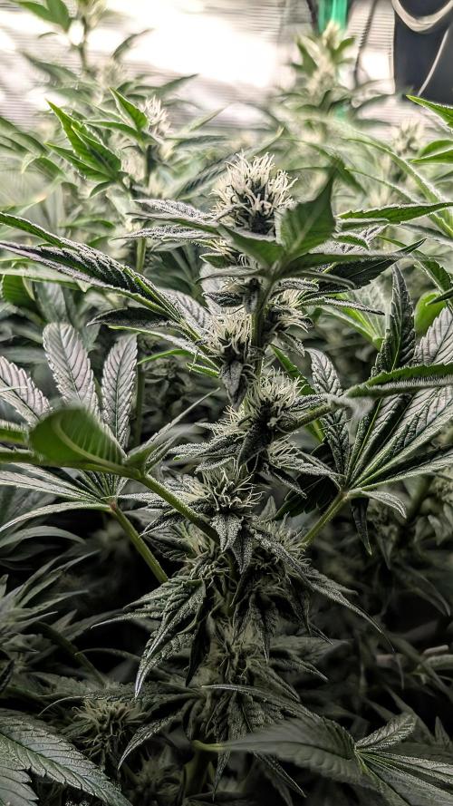 Fantasy Feast Nutrient test (FERMAKOR). Week 8