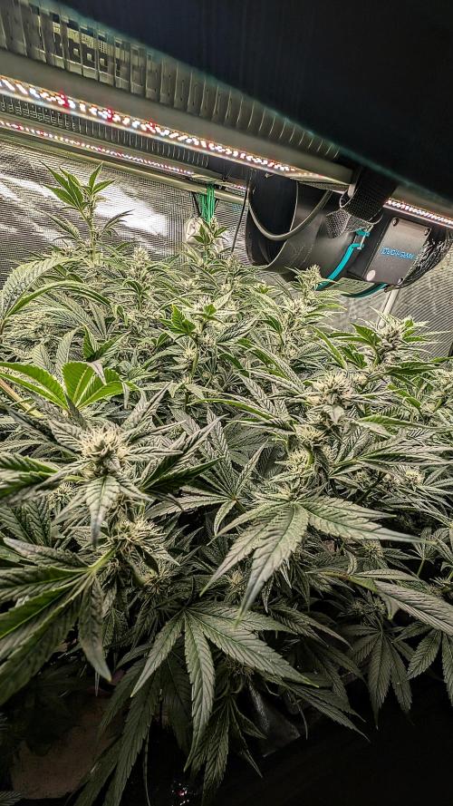 Fantasy Feast Nutrient test (FERMAKOR). Week 8