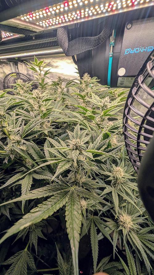 Fantasy Feast Nutrient test (FERMAKOR). Week 8