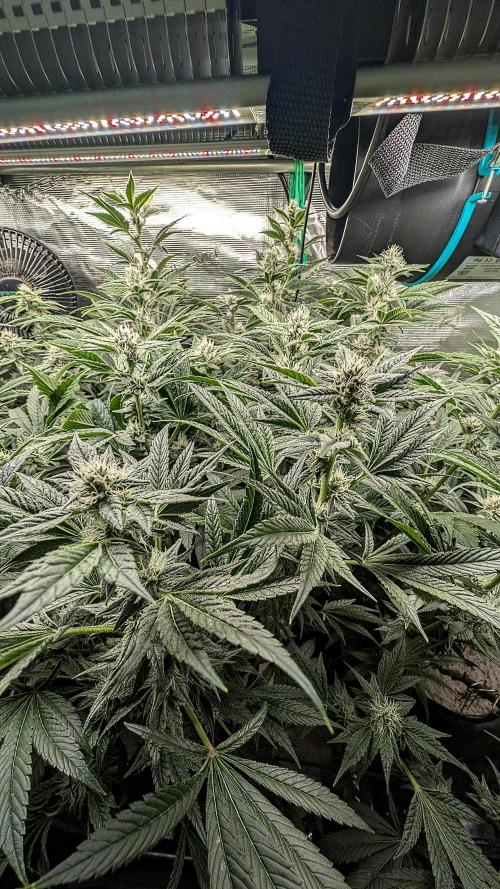 Fantasy Feast Nutrient test (FERMAKOR). Week 8