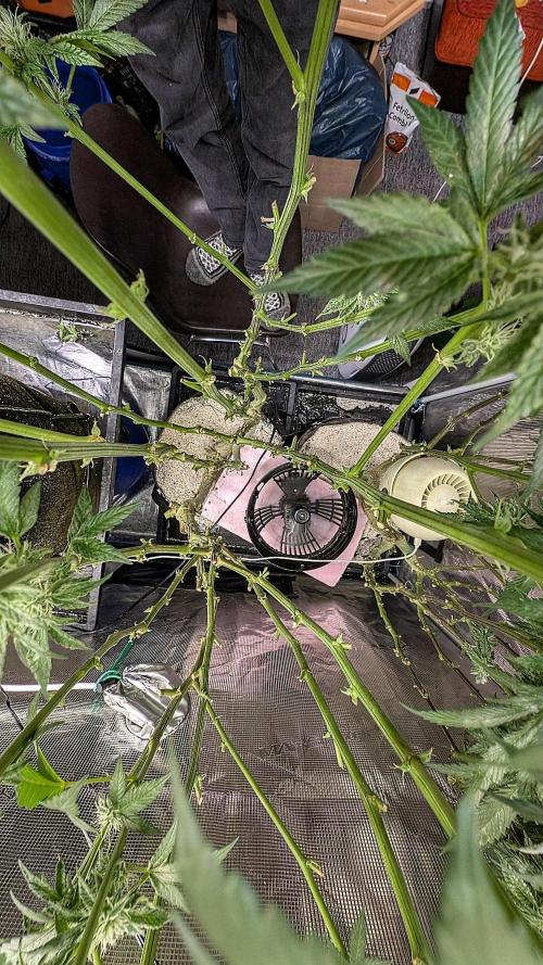 Fantasy Feast Nutrient test (FERMAKOR). Week 8