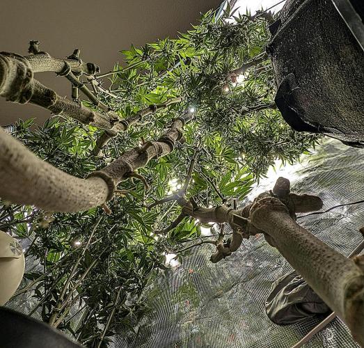 Fantasy Feast Nutrient test (FERMAKOR). Week 8