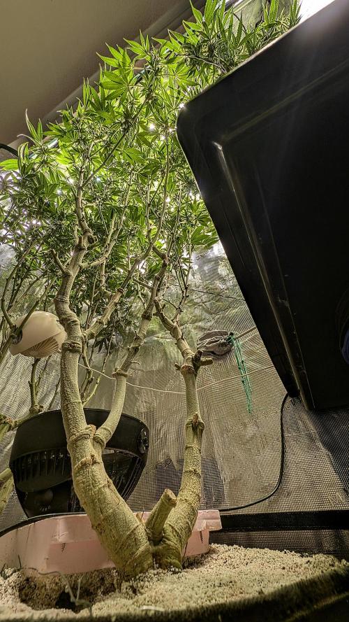 Fantasy Feast Nutrient test (FERMAKOR). Week 8