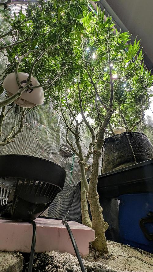 Fantasy Feast Nutrient test (FERMAKOR). Week 8