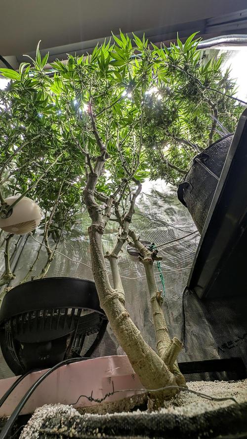 Fantasy Feast Nutrient test (FERMAKOR). Week 8