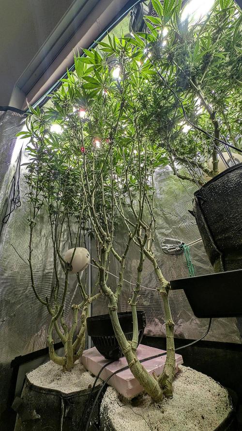 Fantasy Feast Nutrient test (FERMAKOR). Week 8