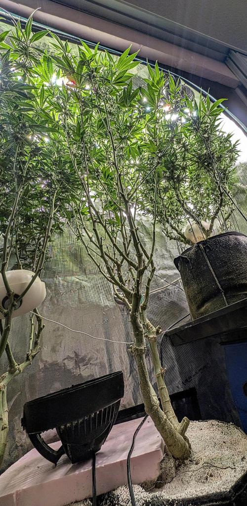 Fantasy Feast Nutrient test (FERMAKOR). Week 8