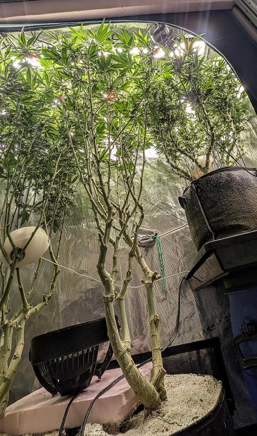 Fantasy Feast Nutrient test (FERMAKOR). Week 8