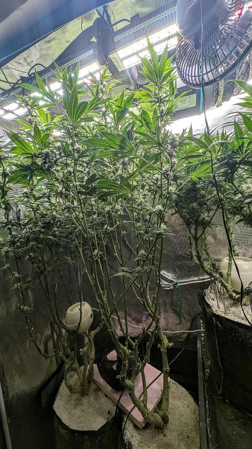 Fantasy Feast Nutrient test (FERMAKOR). Week 8