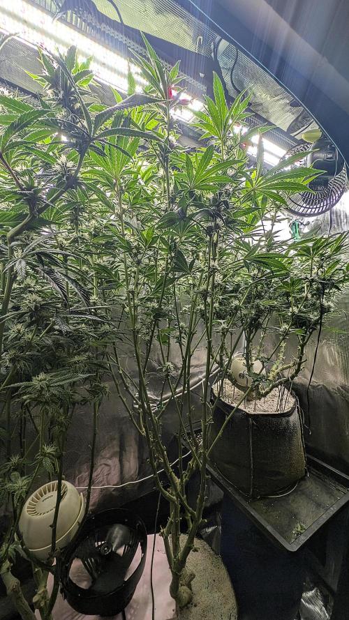 Fantasy Feast Nutrient test (FERMAKOR). Week 8