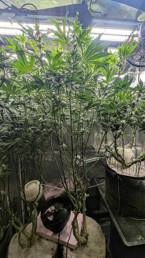 Fantasy Feast Nutrient test (FERMAKOR). Week 8