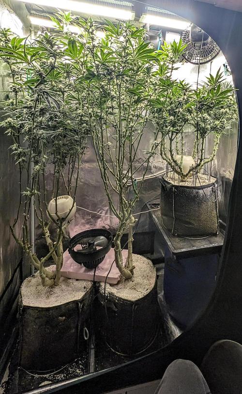 Fantasy Feast Nutrient test (FERMAKOR). Week 8