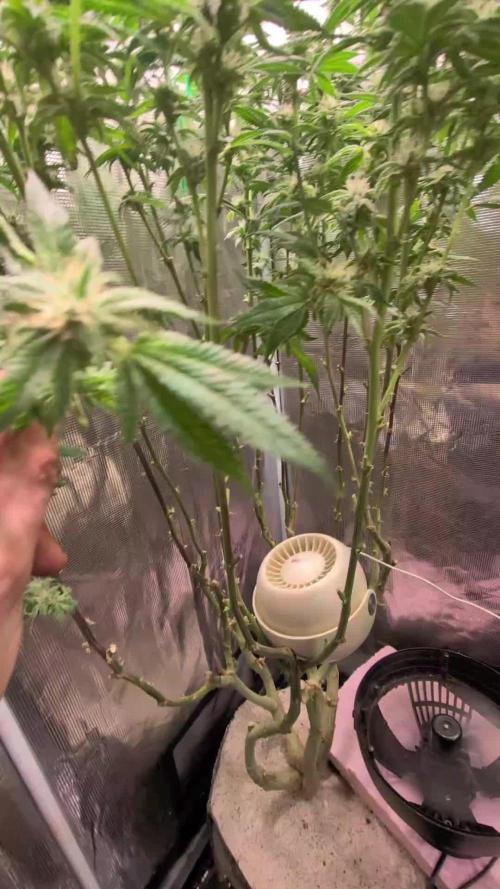 Balcony Fantasy Feast @KanOrganics