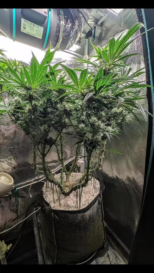 EXCLUSIVE Kannabia Sunset Sherbet GF