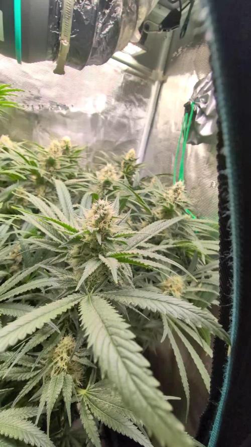 EXCLUSIVE  Kannabia Sunset Sherbet GF