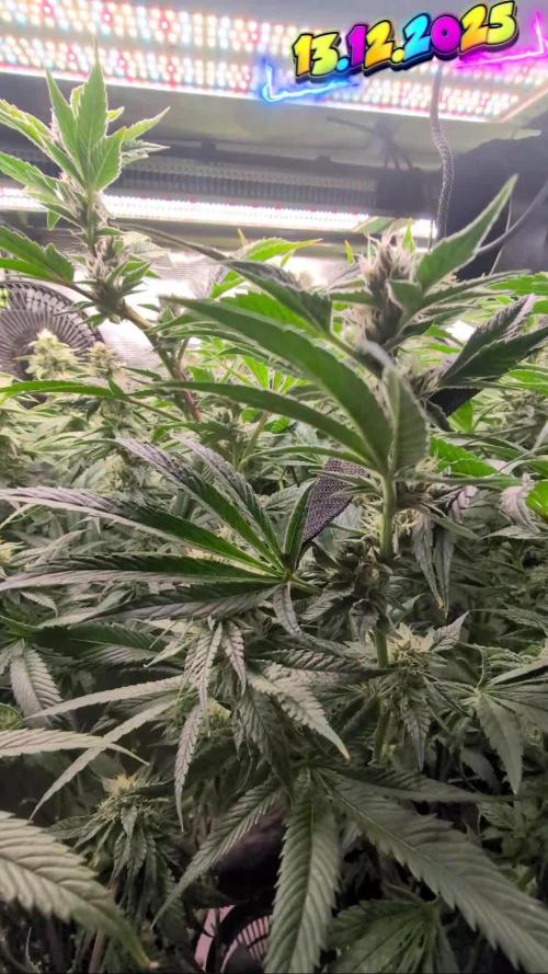 Balcony Fantasy Feast @KanOrganics