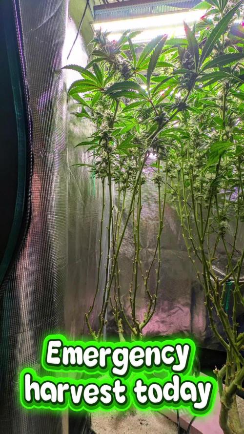 Balcony Fantasy Feast @KanOrganics