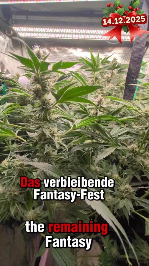 Fantasy Feast Nutrient test (FERMAKOR)