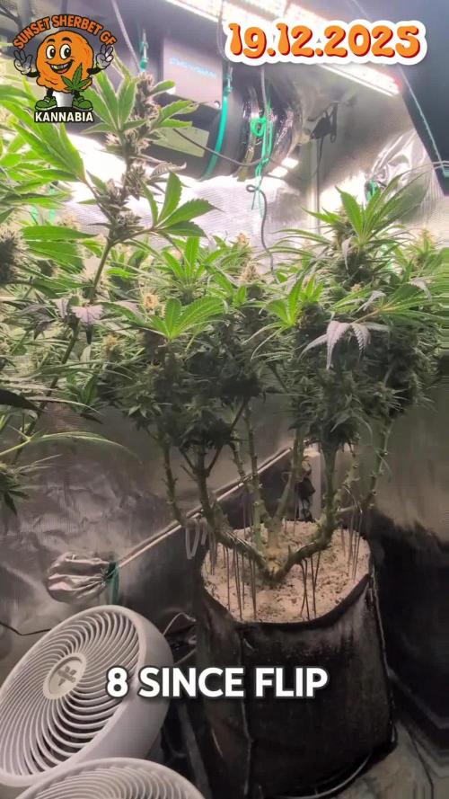 EXCLUSIVE  Kannabia Sunset Sherbet GF