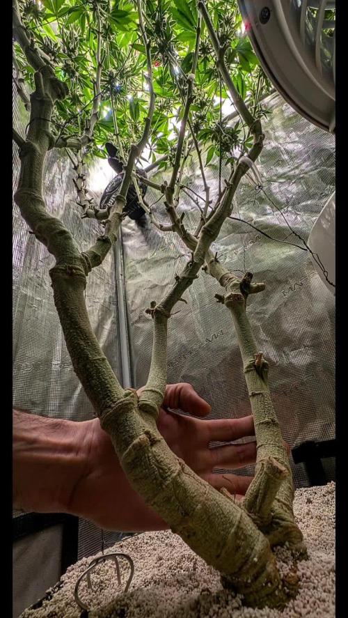 Fantasy Feast Nutrient test (FERMAKOR)