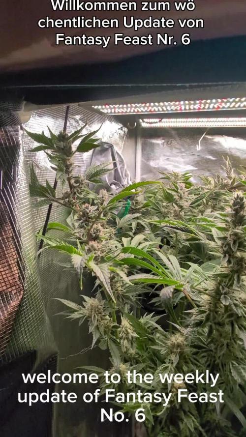 Fantasy Feast Nutrient test (FERMAKOR)