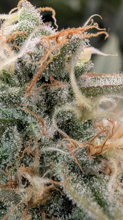 EXCLUSIVE  Kannabia Sunset Sherbet GF. Week 20