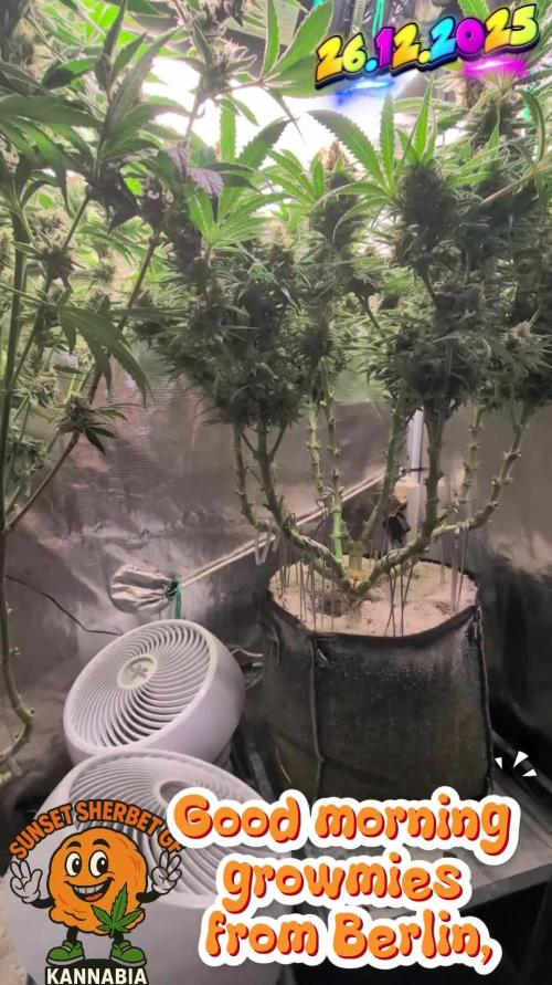 EXCLUSIVE  Kannabia Sunset Sherbet GF