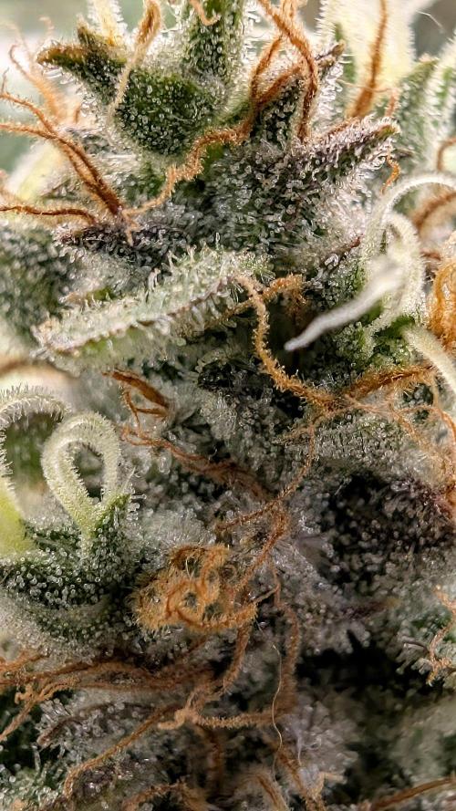 EXCLUSIVE  Kannabia Sunset Sherbet GF. Week 20