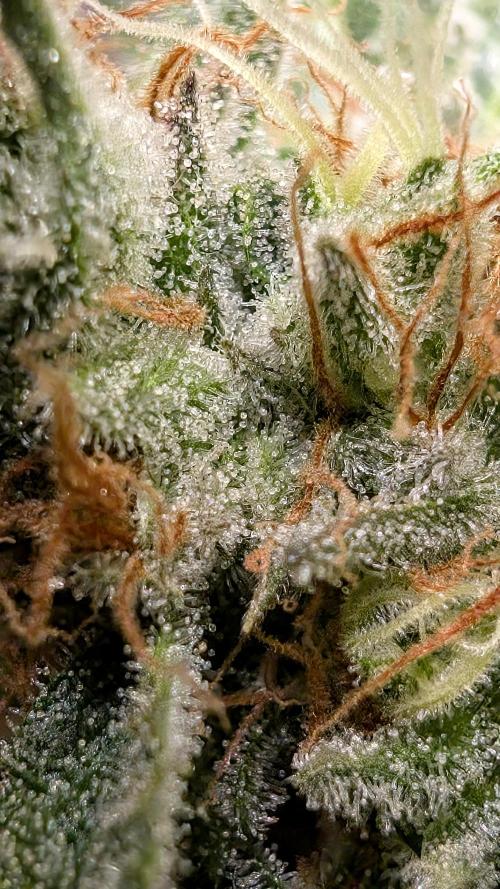 EXCLUSIVE  Kannabia Sunset Sherbet GF. Week 20