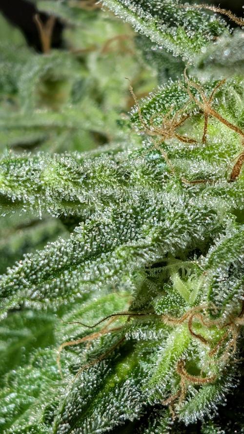 EXCLUSIVE  Kannabia Sunset Sherbet GF. Week 20