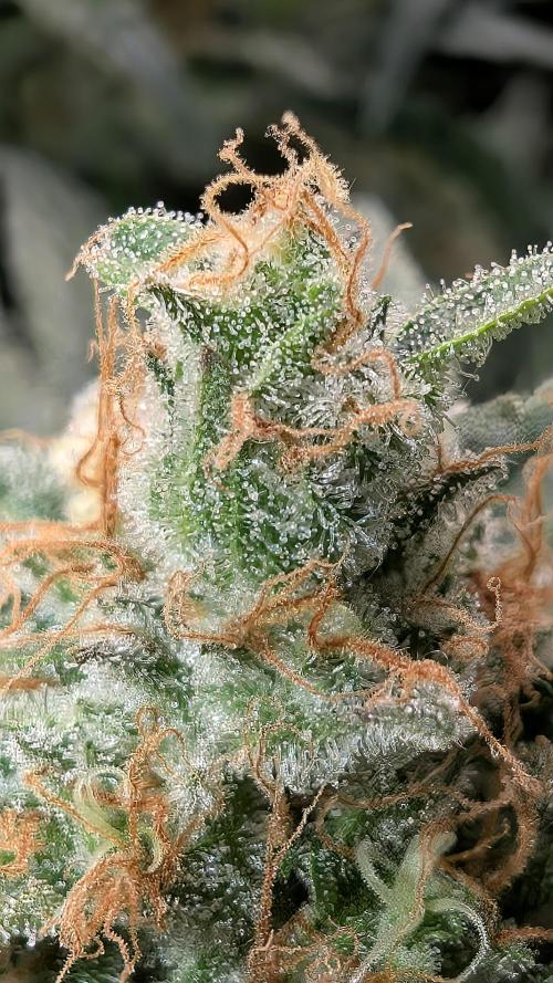 EXCLUSIVE  Kannabia Sunset Sherbet GF. Week 20