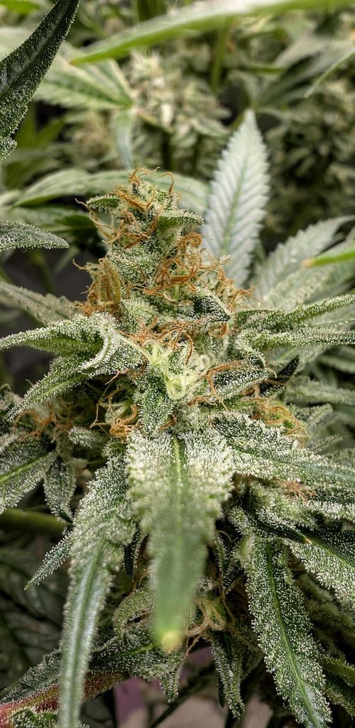 EXCLUSIVE  Kannabia Sunset Sherbet GF. Week 20