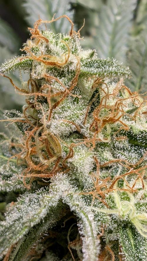 EXCLUSIVE  Kannabia Sunset Sherbet GF. Week 20