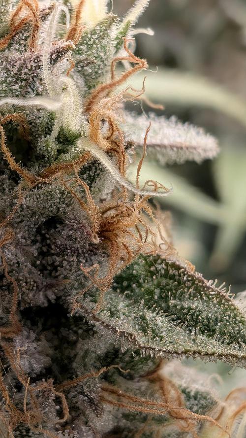 Fantasy Feast Nutrient test (FERMAKOR). Week 11