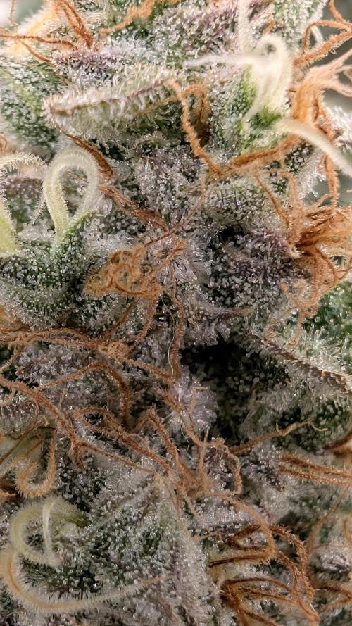 Fantasy Feast Nutrient test (FERMAKOR). Week 11