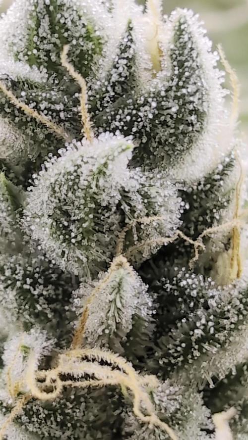 Fantasy Feast Nutrient test (FERMAKOR)