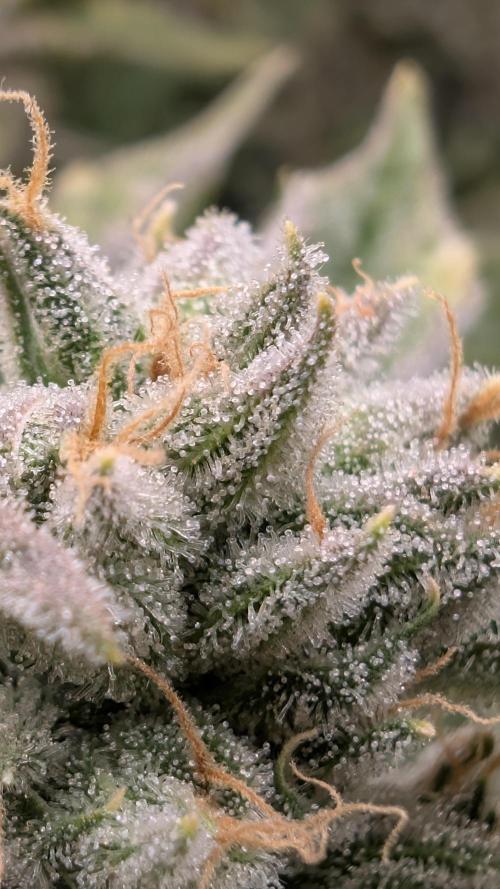 Fantasy Feast Nutrient test (FERMAKOR). Week 11