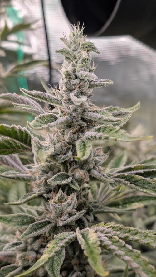 Fantasy Feast Nutrient test (FERMAKOR). Week 11