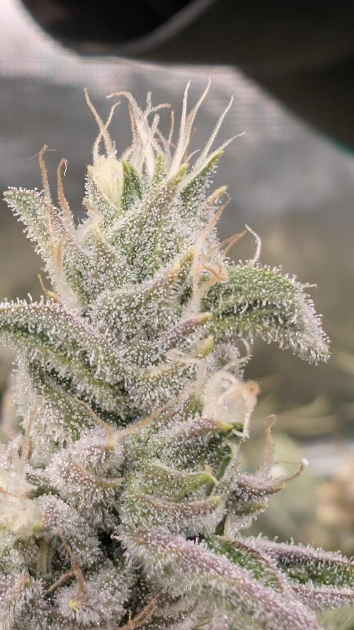 Fantasy Feast Nutrient test (FERMAKOR). Week 11