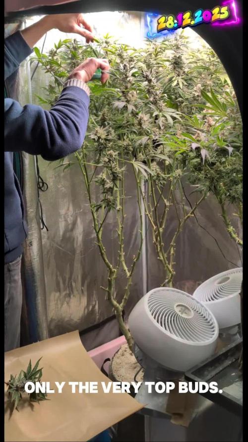 Fantasy Feast Nutrient test (FERMAKOR)