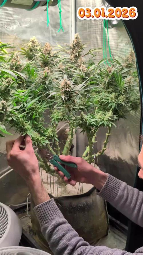 EXCLUSIVE  Kannabia Sunset Sherbet GF