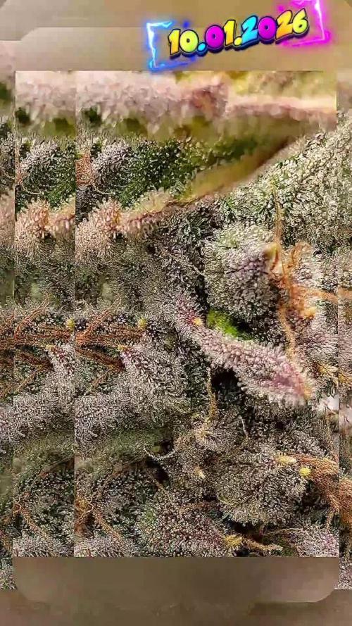 Fantasy Feast Nutrient test (FERMAKOR)