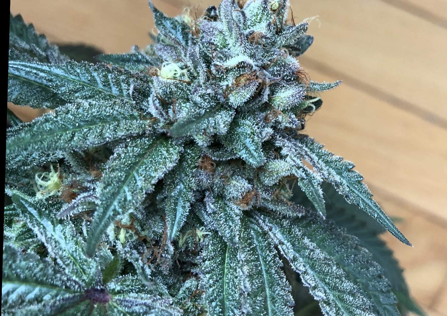 Watermelon zkittlez x gelato 45 grow diary (journal) harvest13 by