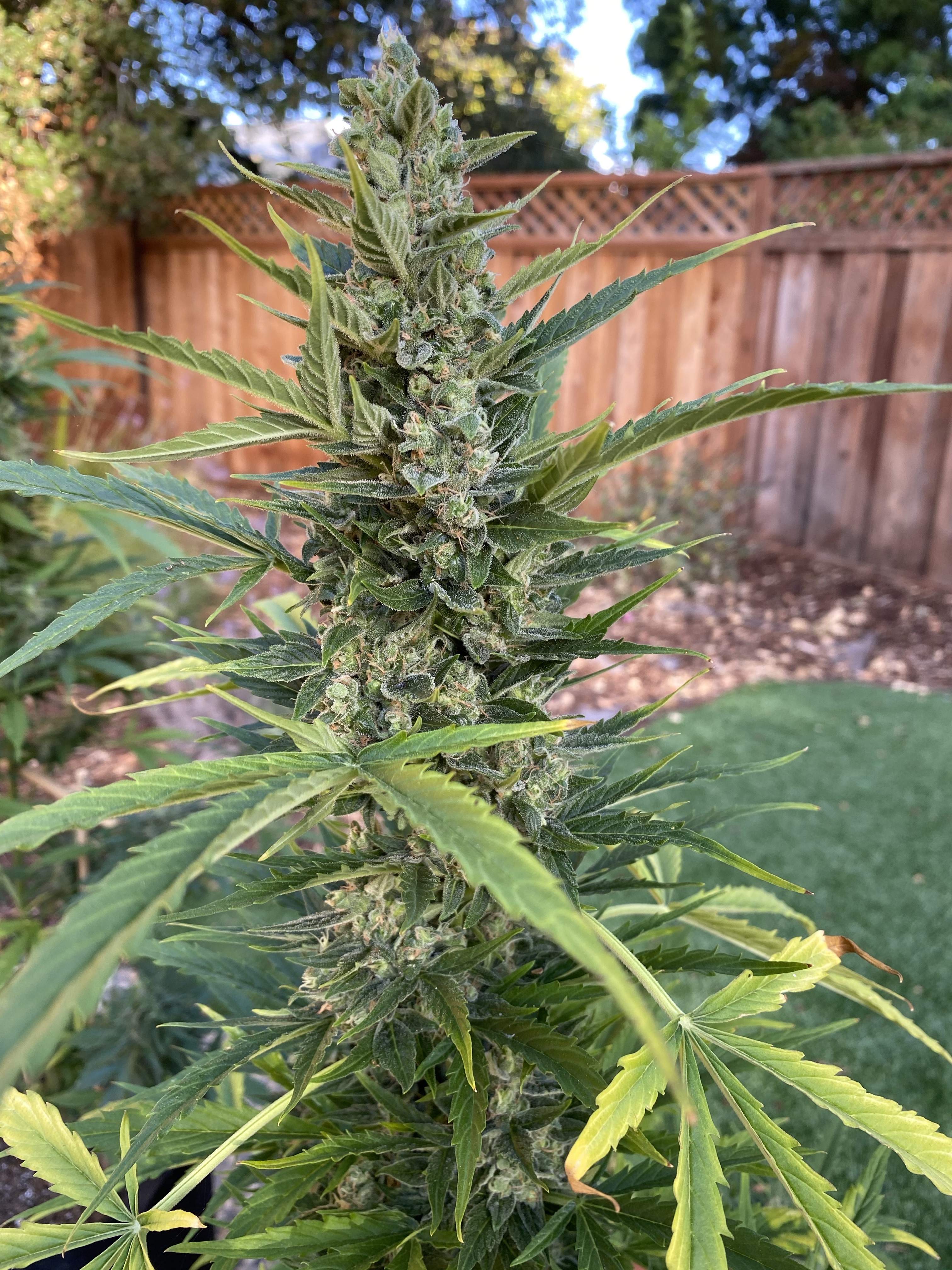 ILGM OG Kush Autoflower, ILGM Bubble Gum Autoflower, ILGM Jack Herer