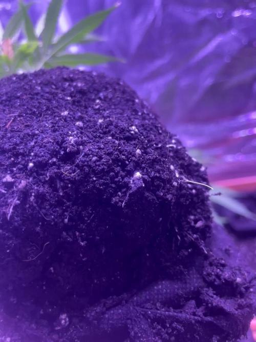 1980s Durban Poison Living Pheno Hunt