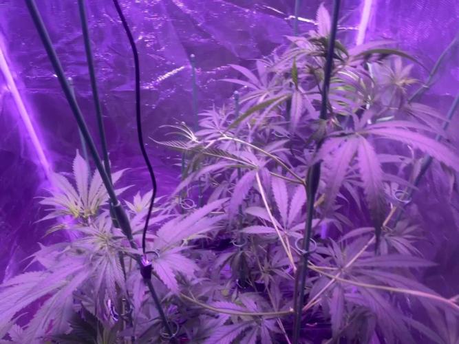 1980s Durban Poison Living Pheno Hunt