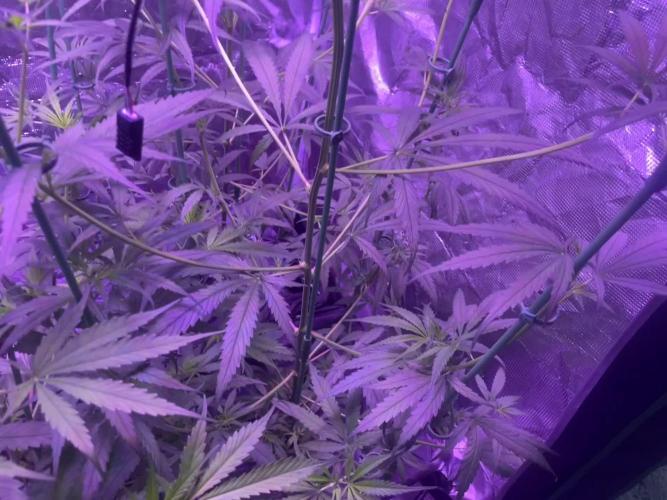 1980s Durban Poison Living Pheno Hunt