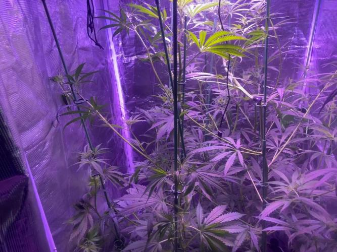 1980s Durban Poison Living Pheno Hunt