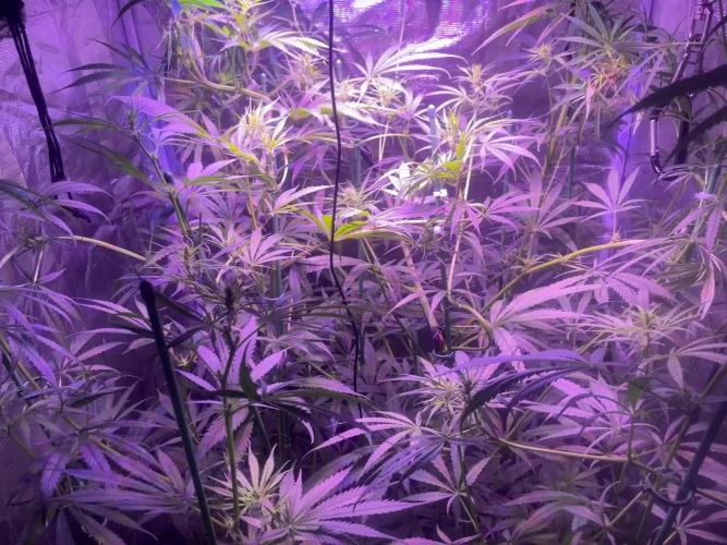 1980s Durban Poison Living Pheno Hunt