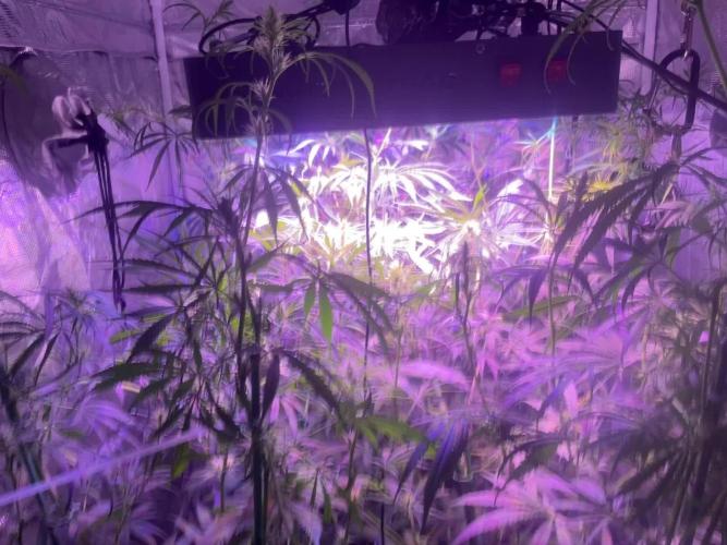 1980s Durban Poison Living Pheno Hunt